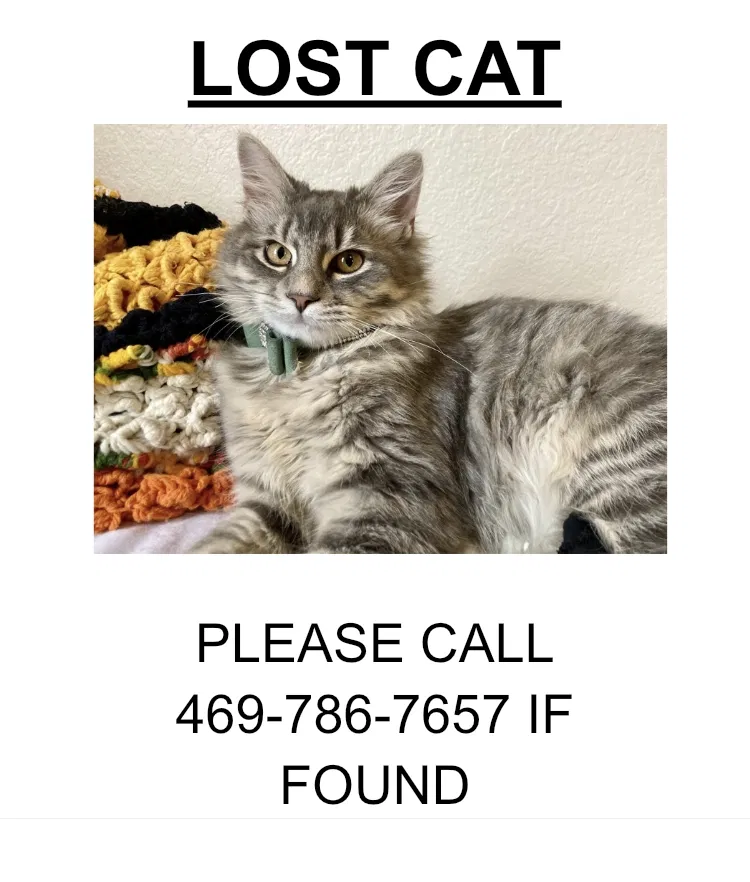 Lost cat in North Richland Hills, TX, 76182