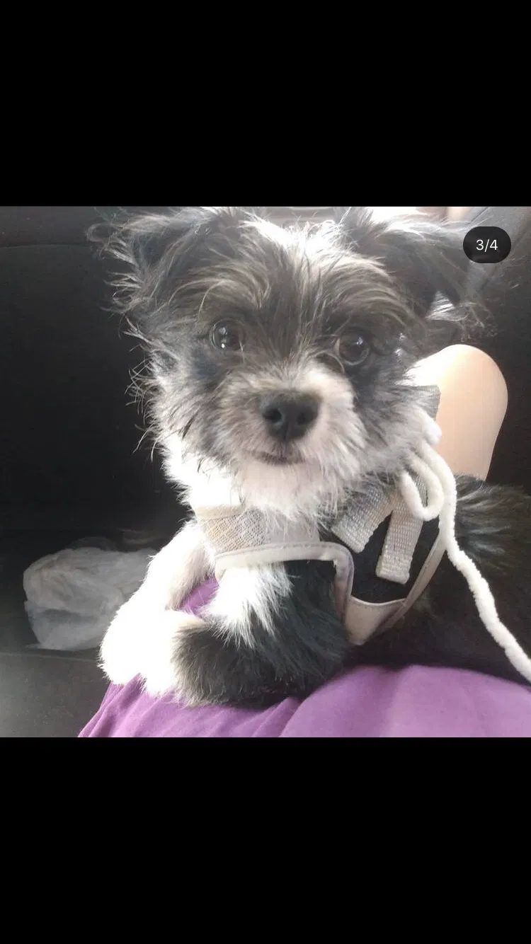 Lost dog in Georgetown, GA, 39854