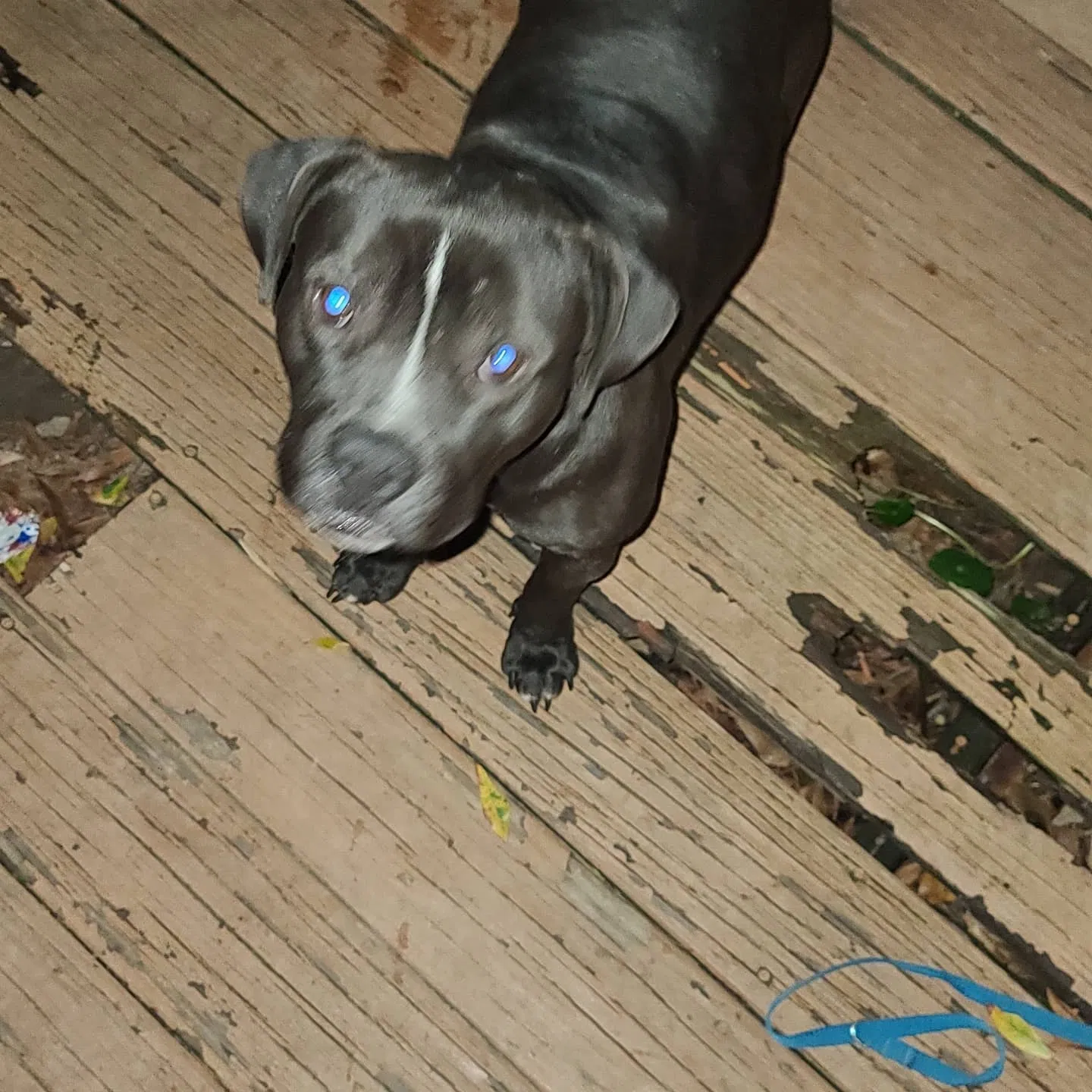 Lost dog in Metairie, LA, 70001