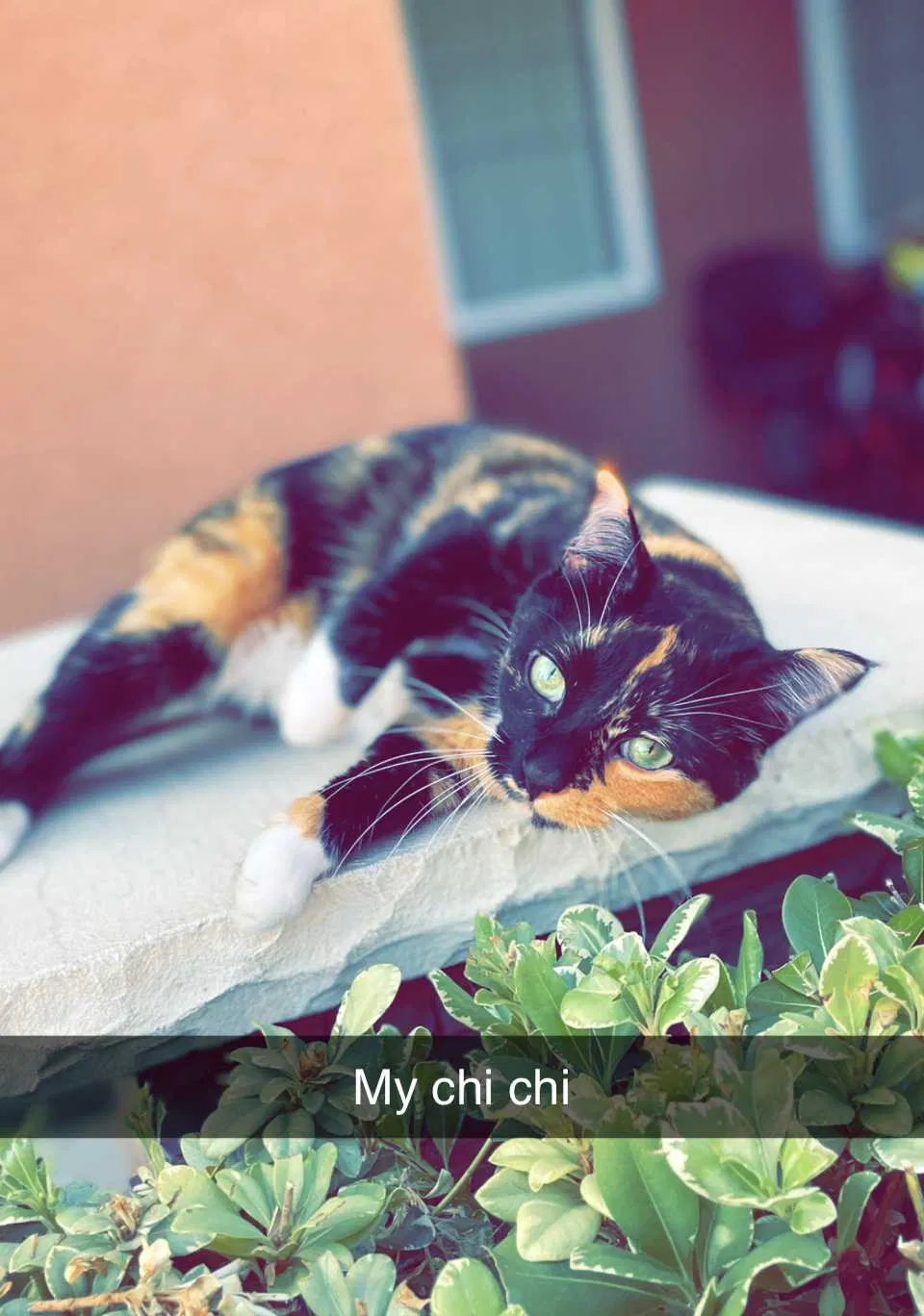 Lost cat in Murrieta, CA, 92562