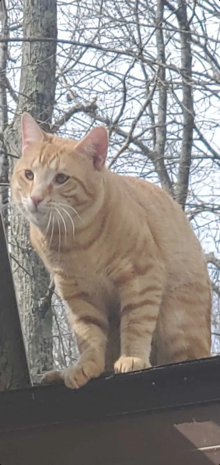 Lost cat in Hawley, PA, 18428