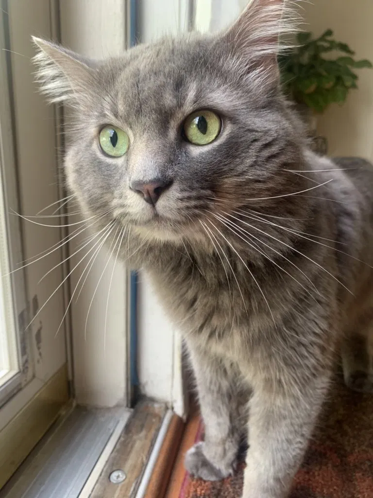 Lost cat in Manassas, VA, 20111