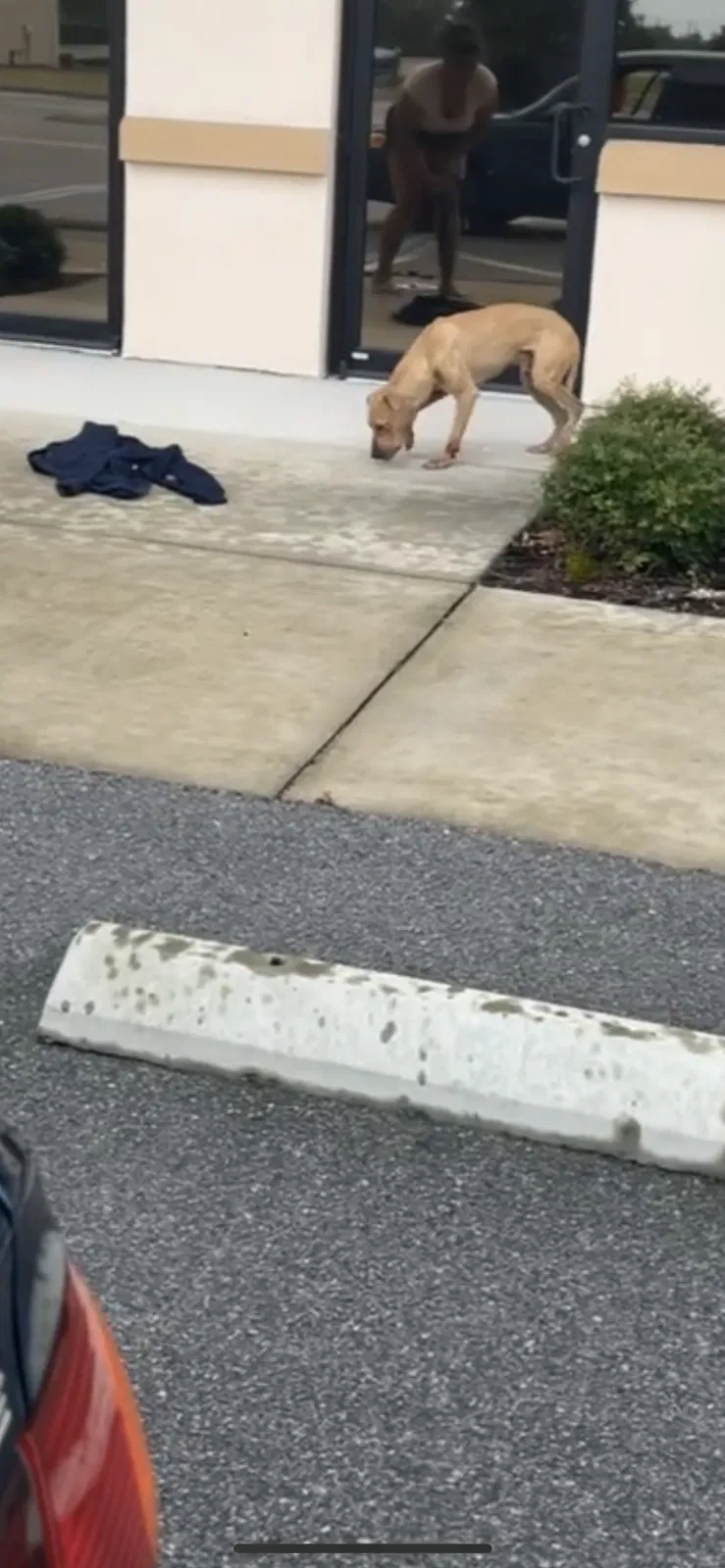 Found dog in Sanford, FL, 32771