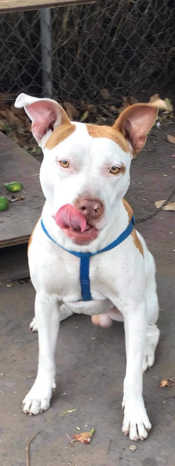 Lost dog in Harlingen, TX, 78552