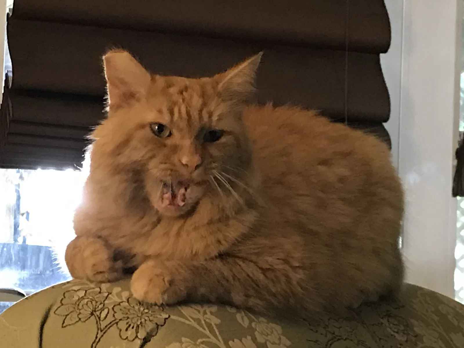 Lost cat in Sevierville, TN, 37876