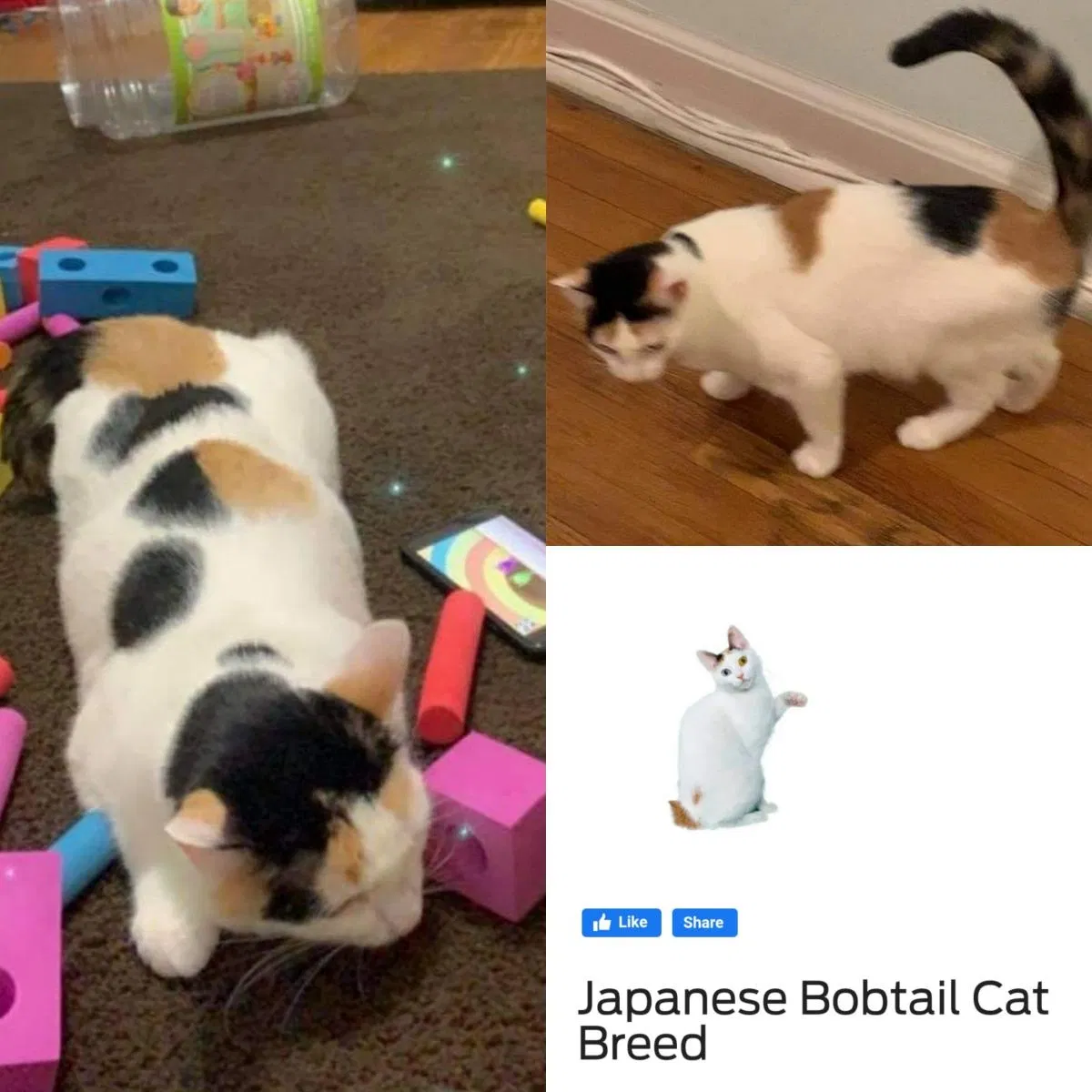 Lost cat in Chicago, IL, 60625