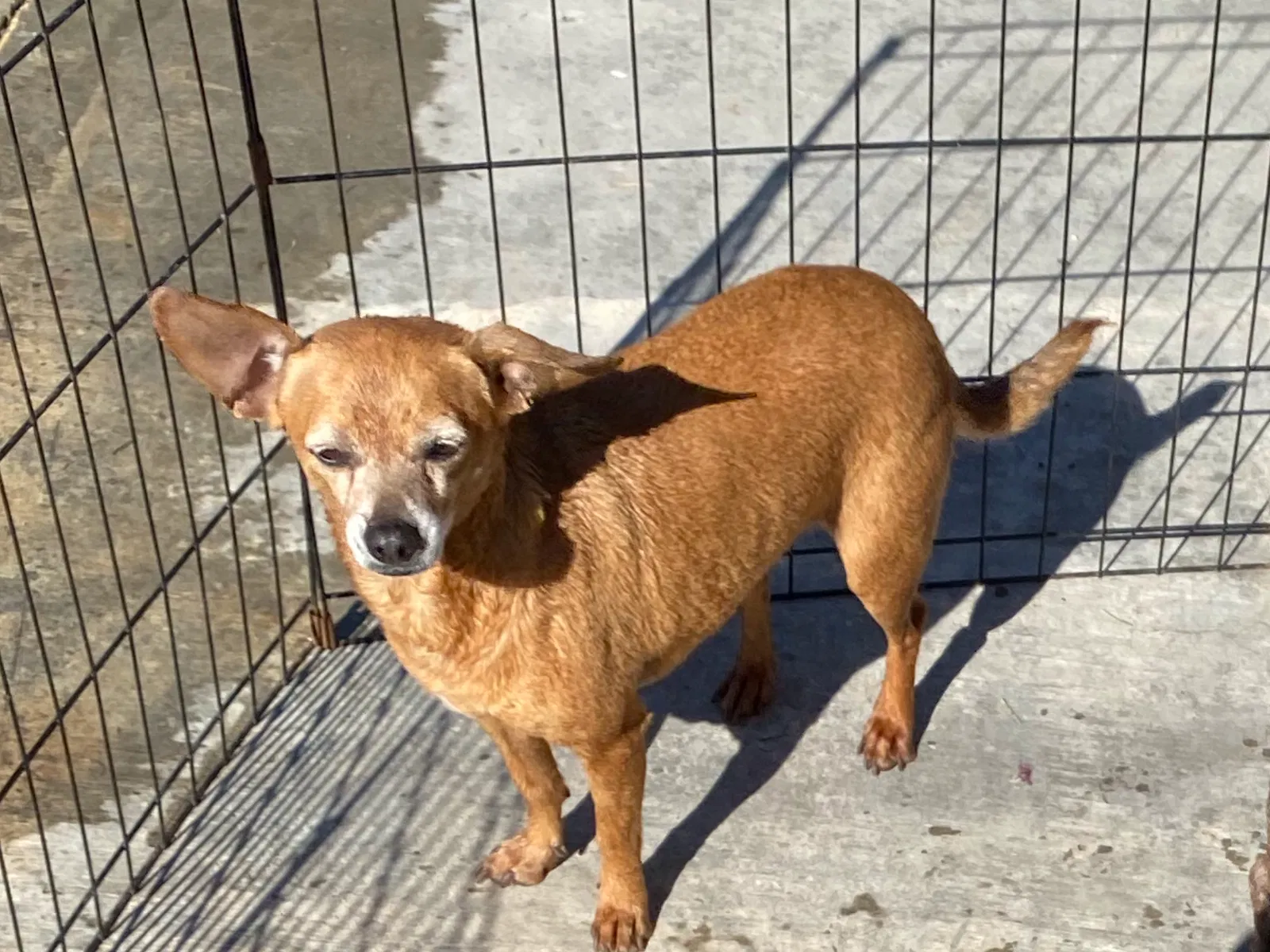 Lost dog in Compton, CA, 90221