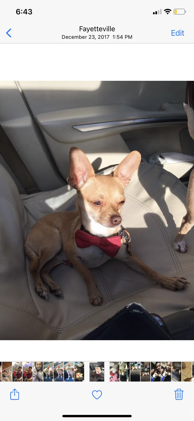 Lost dog in Fayetteville, NC, 28304