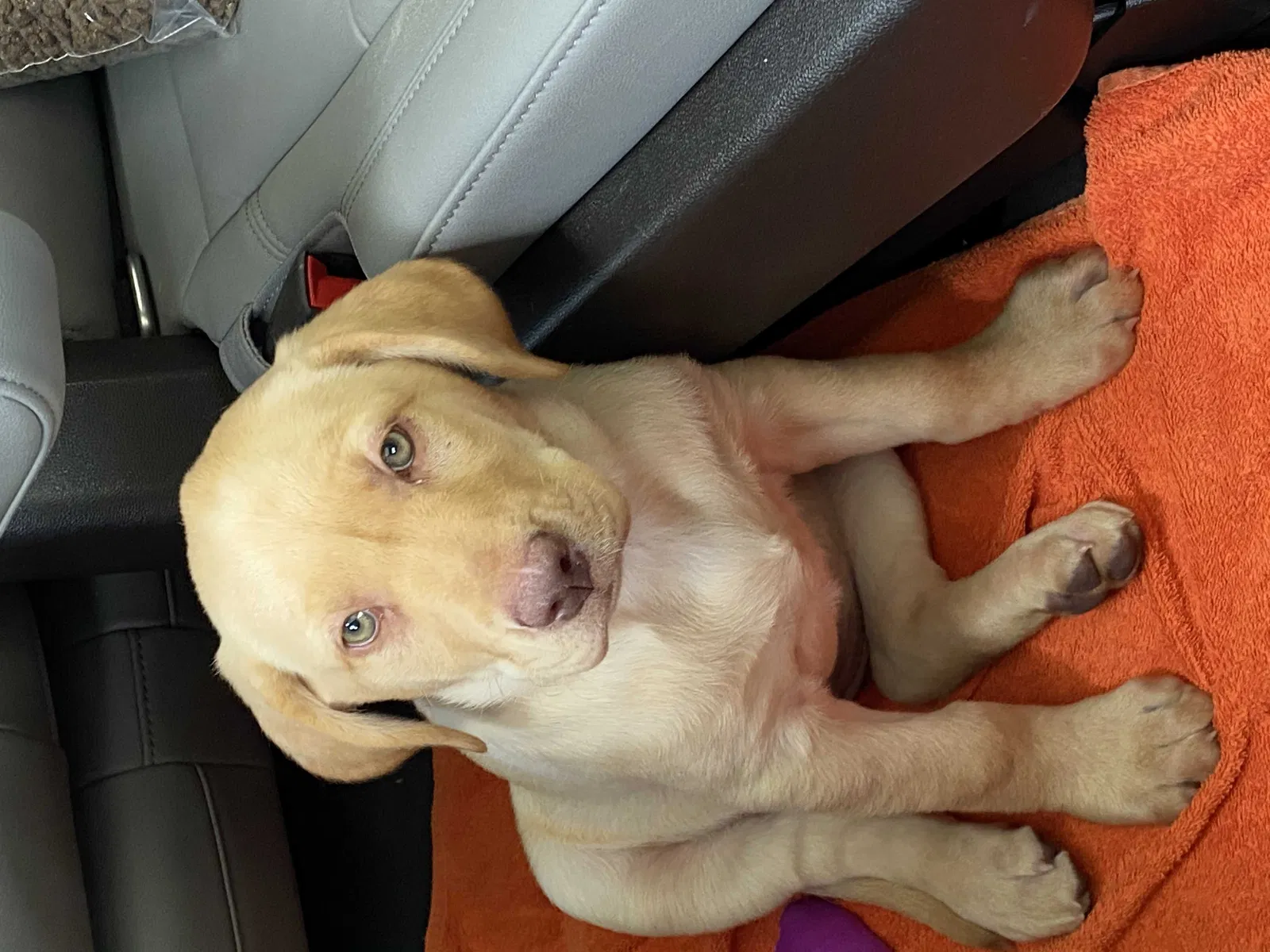 Lost dog in Bryan, TX, 77808