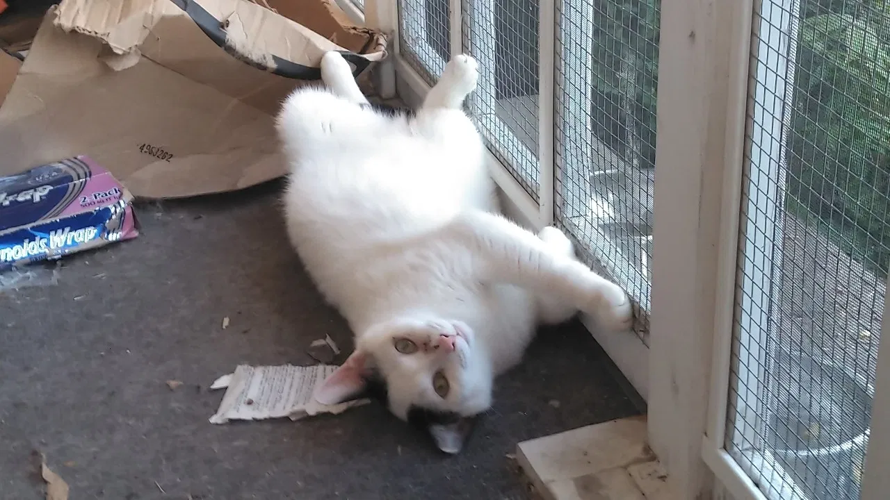 Lost cat in Deerfield, MI, 49238