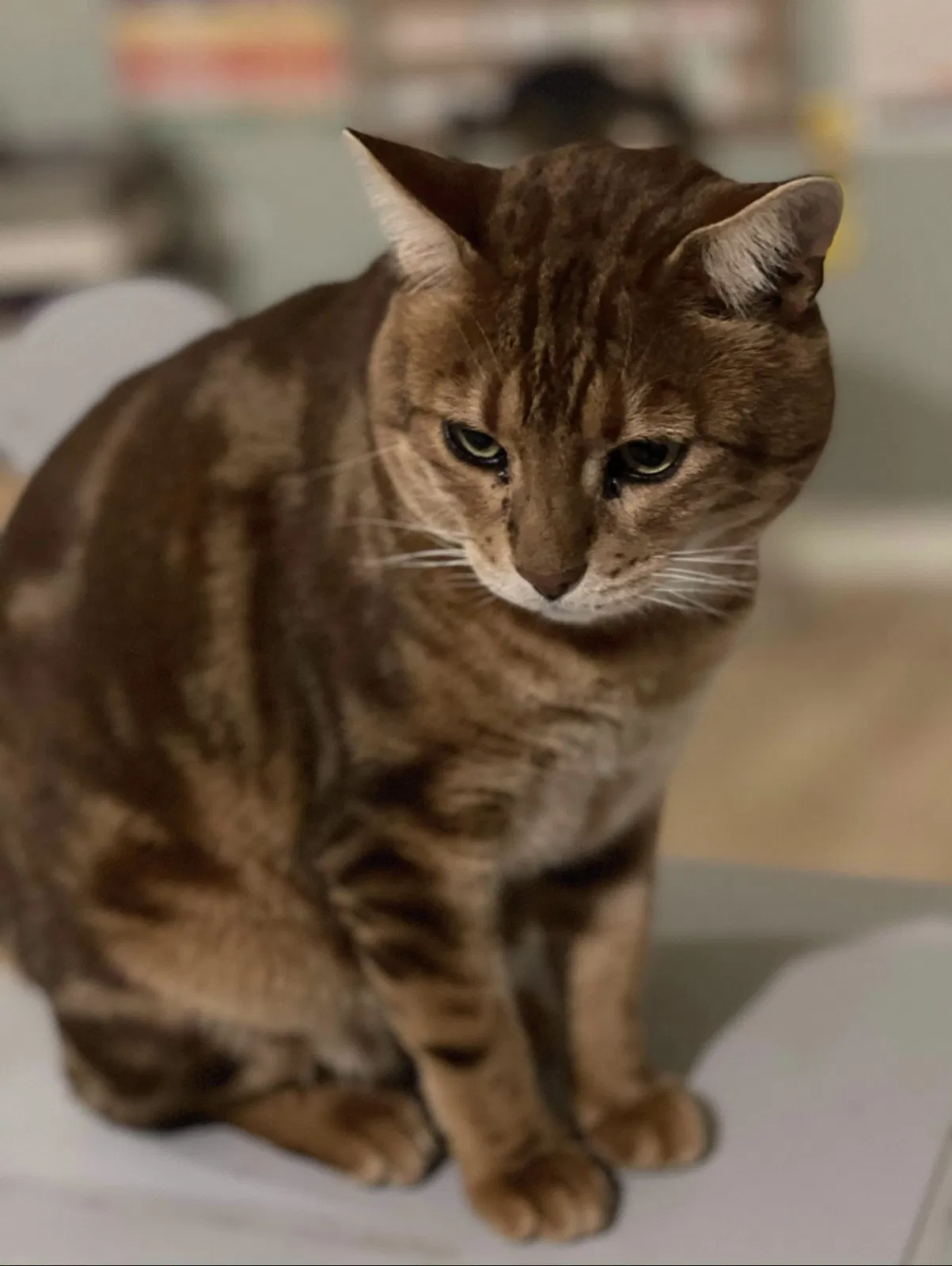 Lost cat in West Linn, OR, 97068