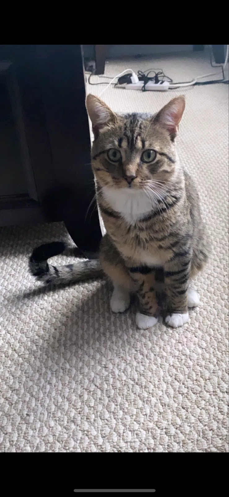 Lost cat in Sugar Land, TX, 77479