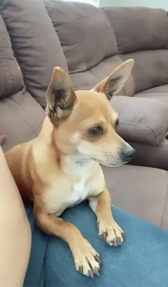 Lost dog in Pittsburg, CA, 94565