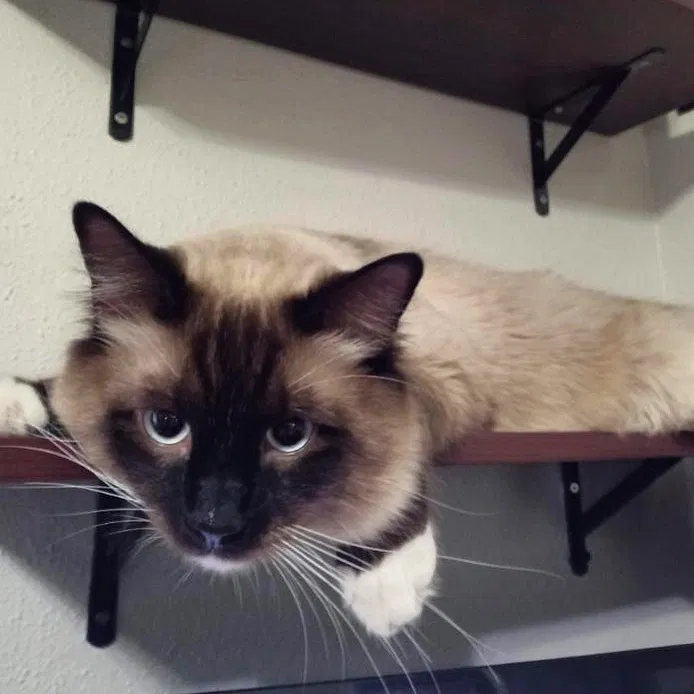 Lost cat in San Antonio, TX, 78233