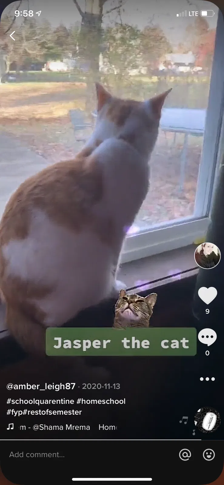 Lost cat in Conroe, TX, 77303