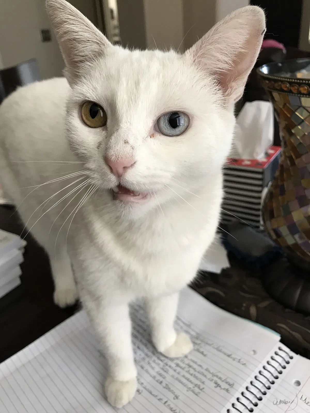 Lost cat in Corona, CA, 92880