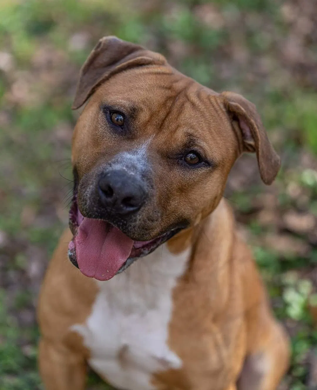 Lost dog in Ponchatoula, LA, 70454