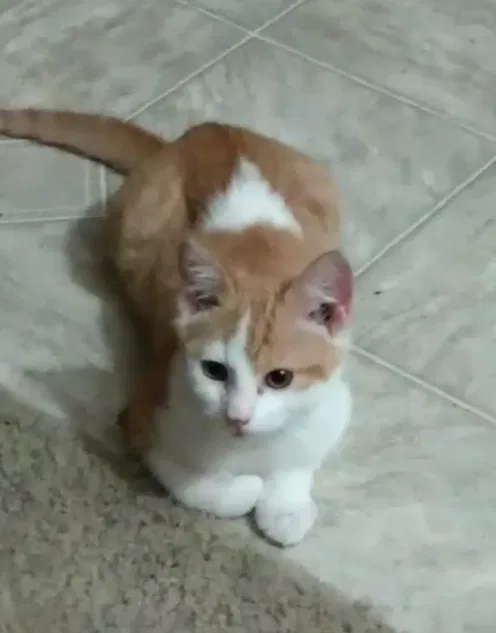 Lost cat in San Diego, CA, 92113