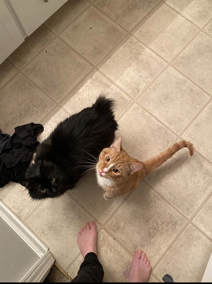 Lost cat in Daleville, AL, 36322