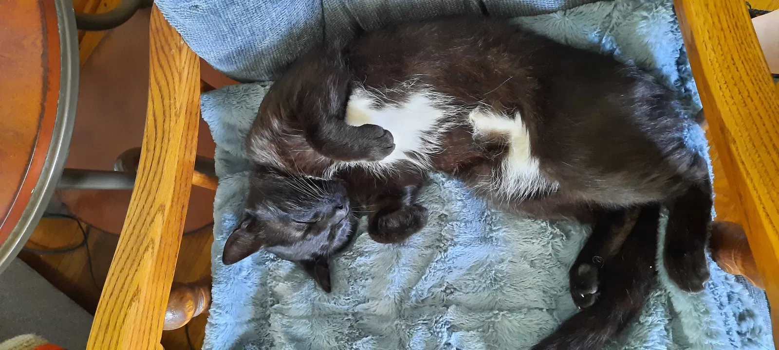Lost cat in Stonefort, IL, 62987