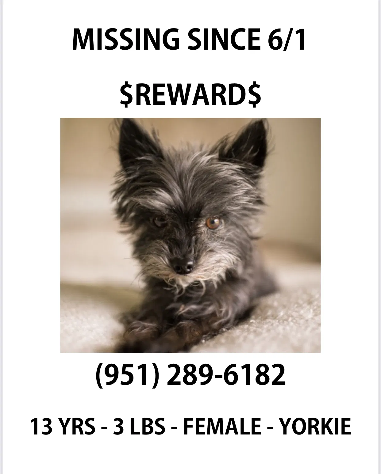Lost dog in Riverside, CA, 92509