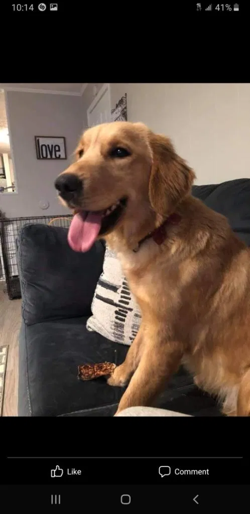 Lost dog in Greenwood, IN, 46142