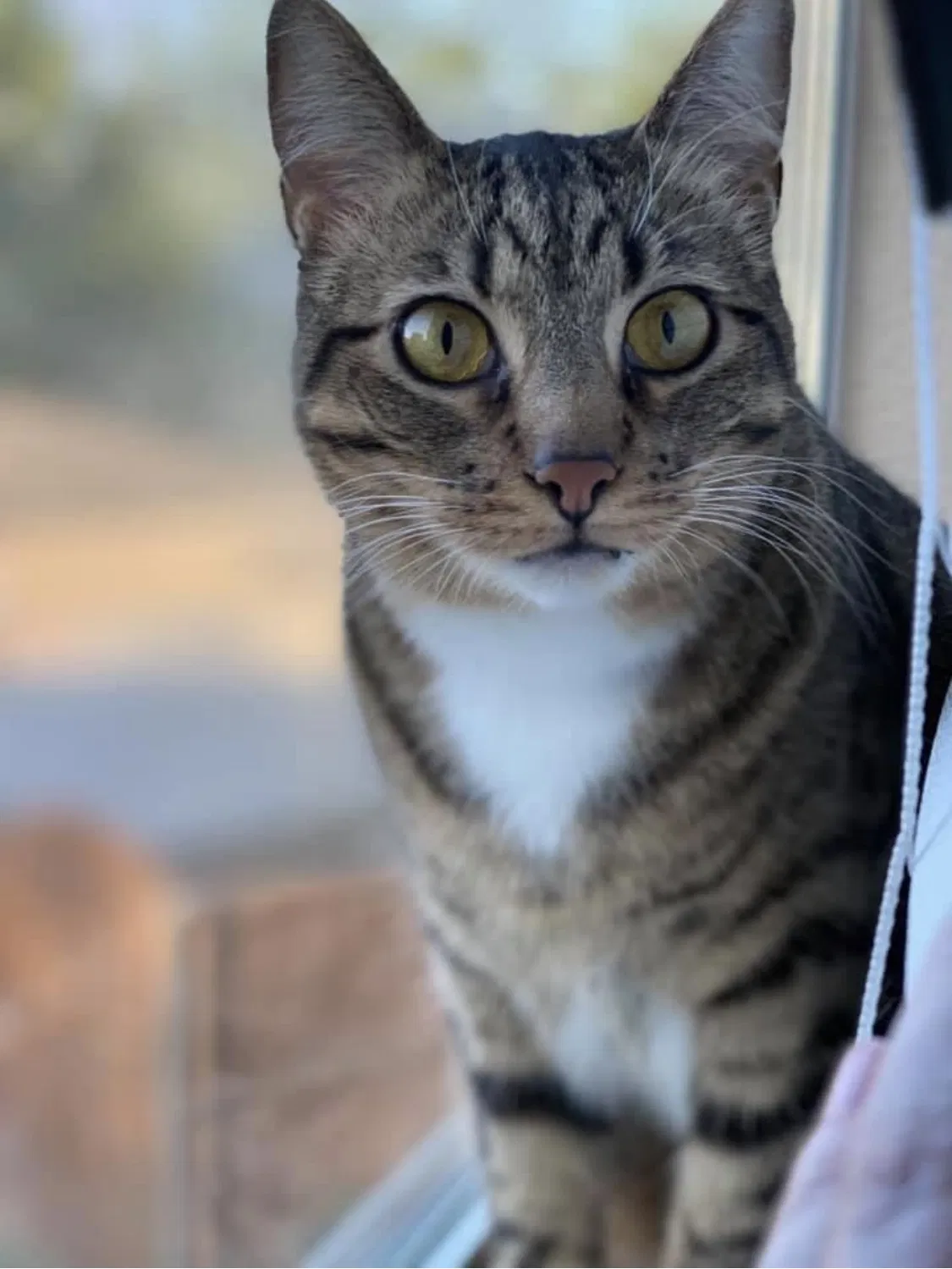 Lost cat in Plano, TX, 75074