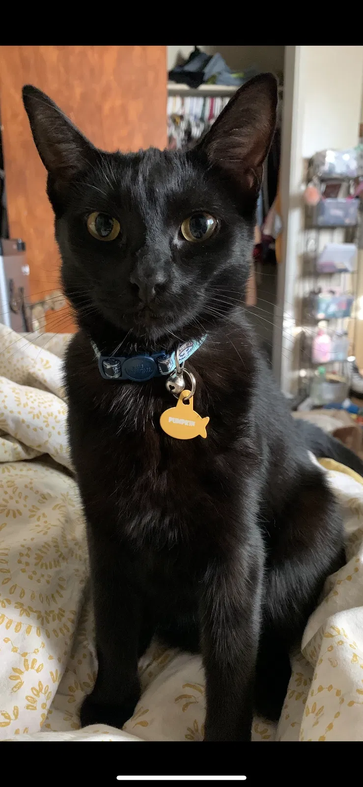 Lost cat in Covina, CA, 91722