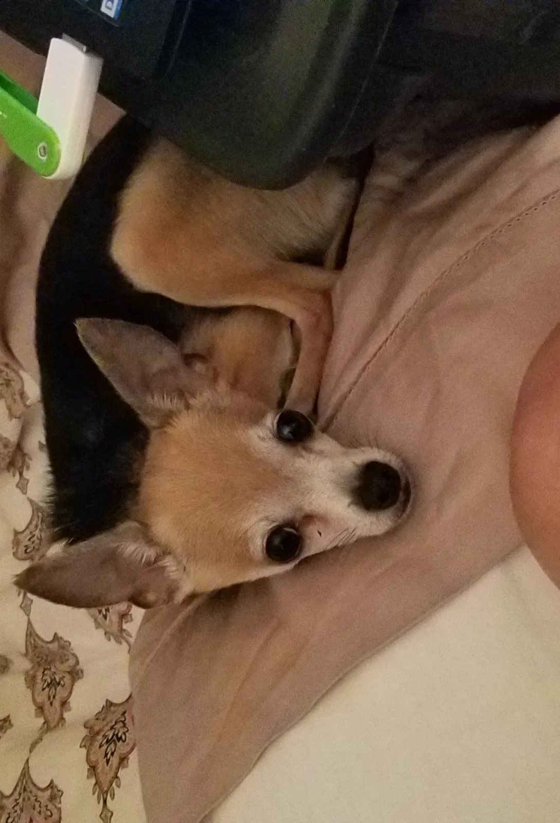 Lost dog in Arlington, TX, 76013