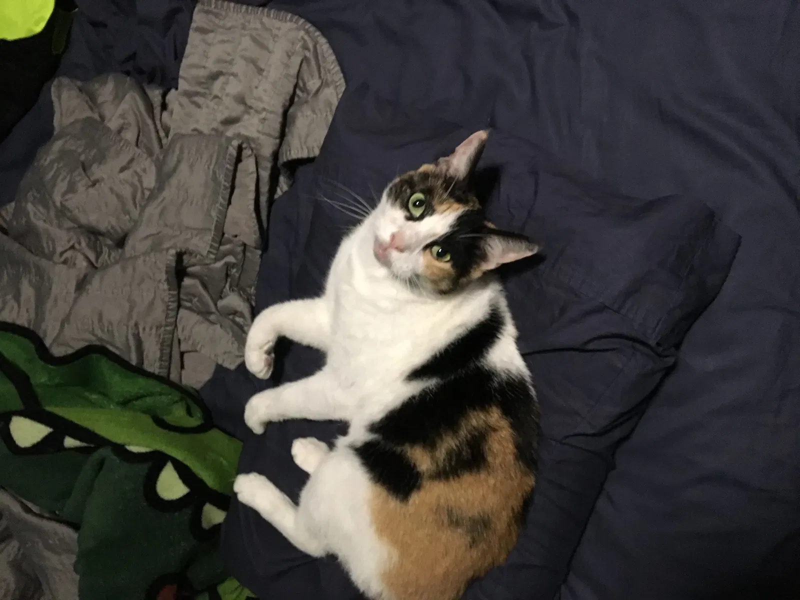 Lost cat in Houston, TX, 77003