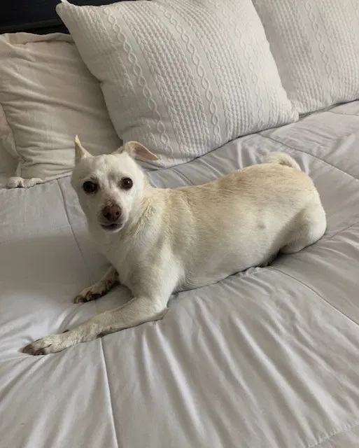 Lost dog in Ontario, CA, 91762