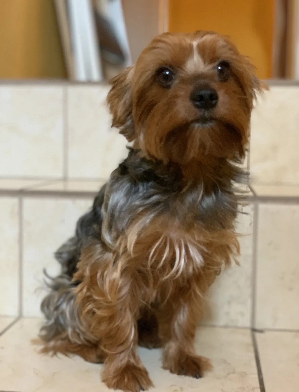 Lost dog in Bell Gardens, CA, 90201
