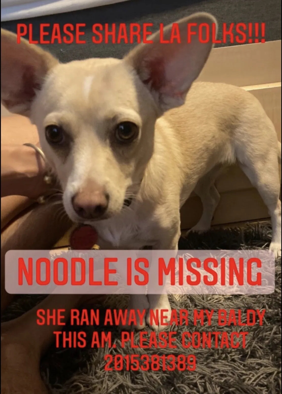 Lost dog in Mt Baldy, CA, 91759