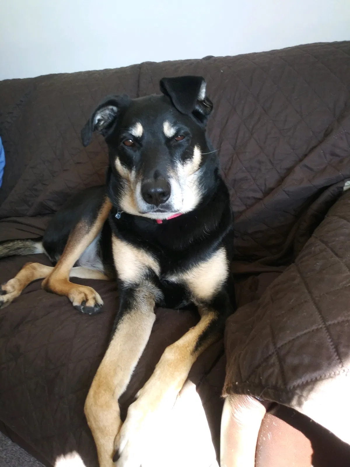 Lost dog in Warren, MI, 48088