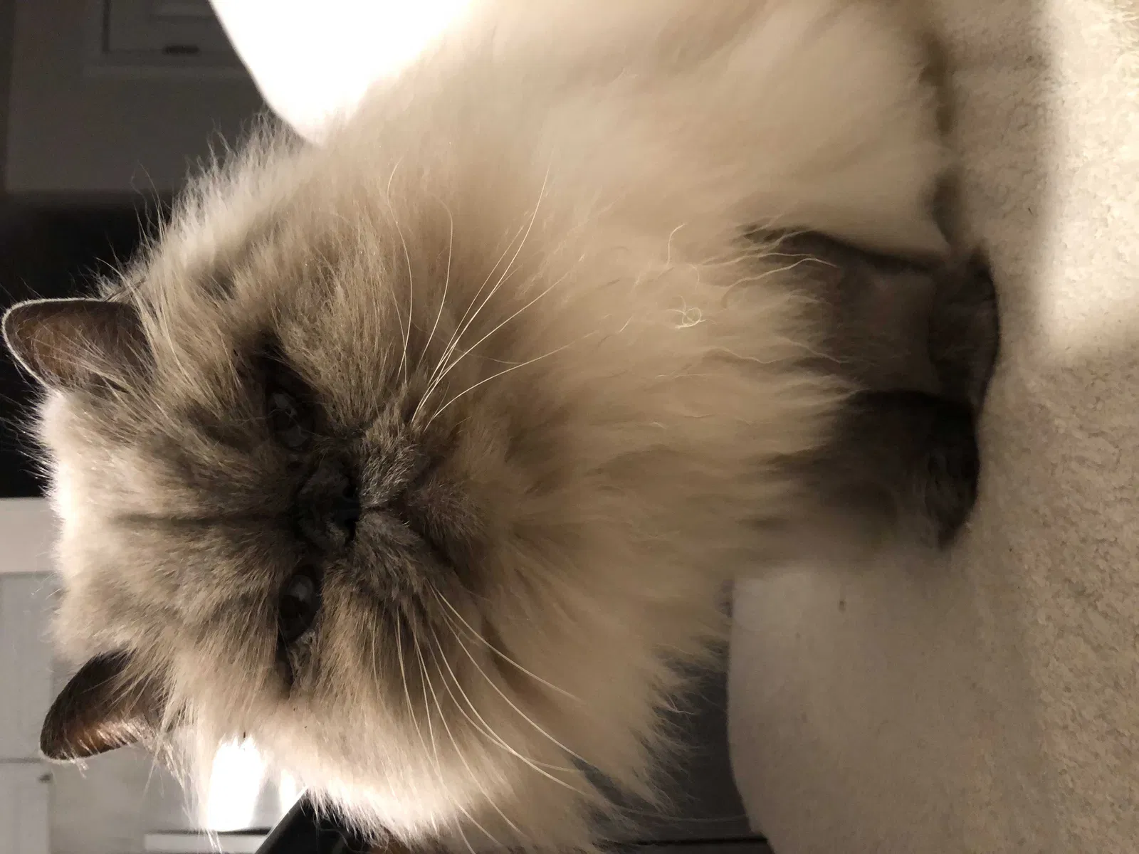 Lost cat in Vancouver, WA, 98684