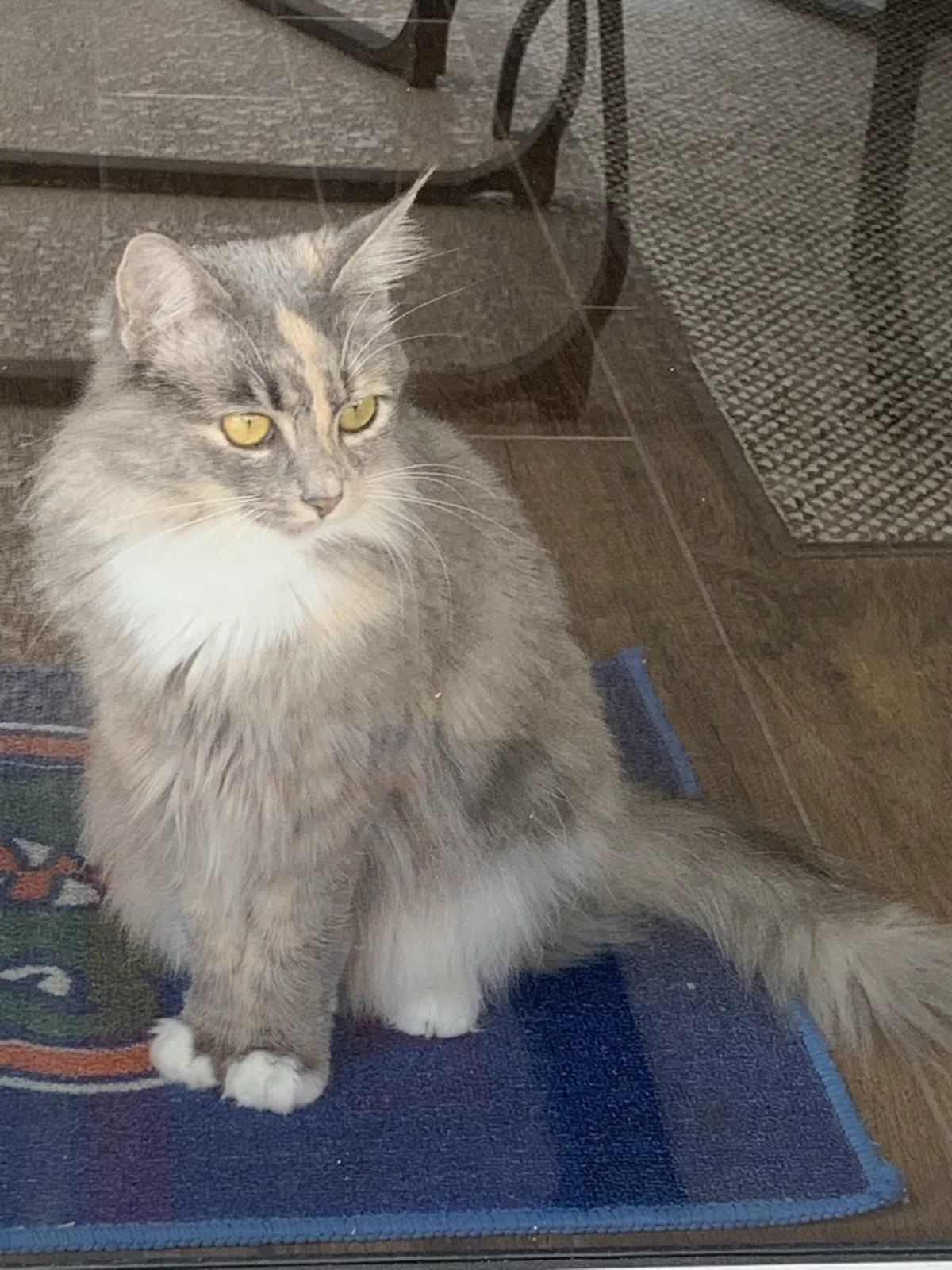 Lost cat in Winter Haven, FL, 33884
