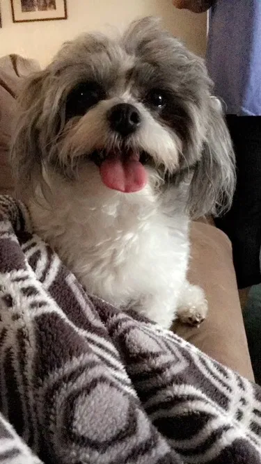 Lost dog in La Puente, CA, 91744
