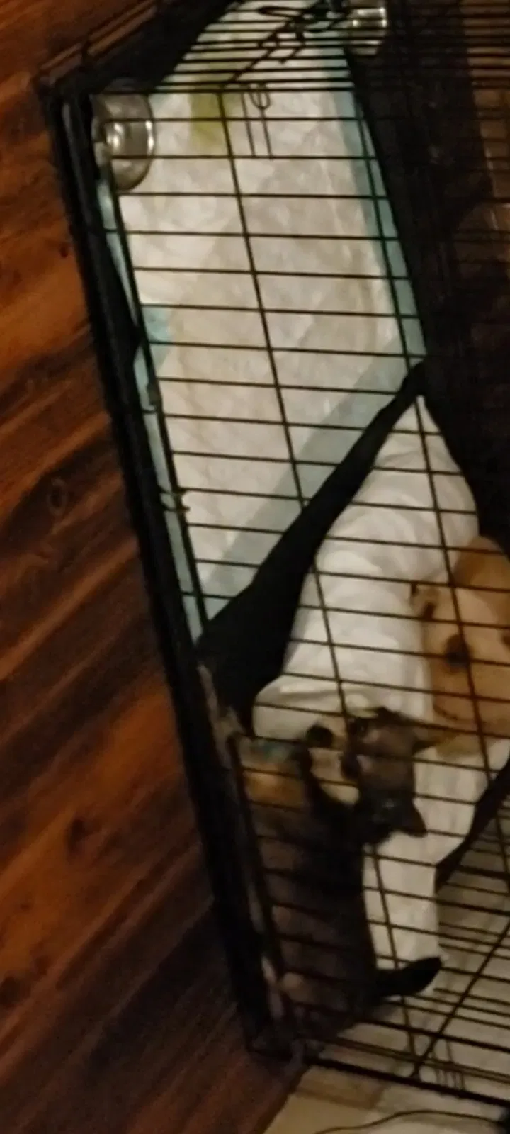 Lost dog in Kansas City, MO, 64134