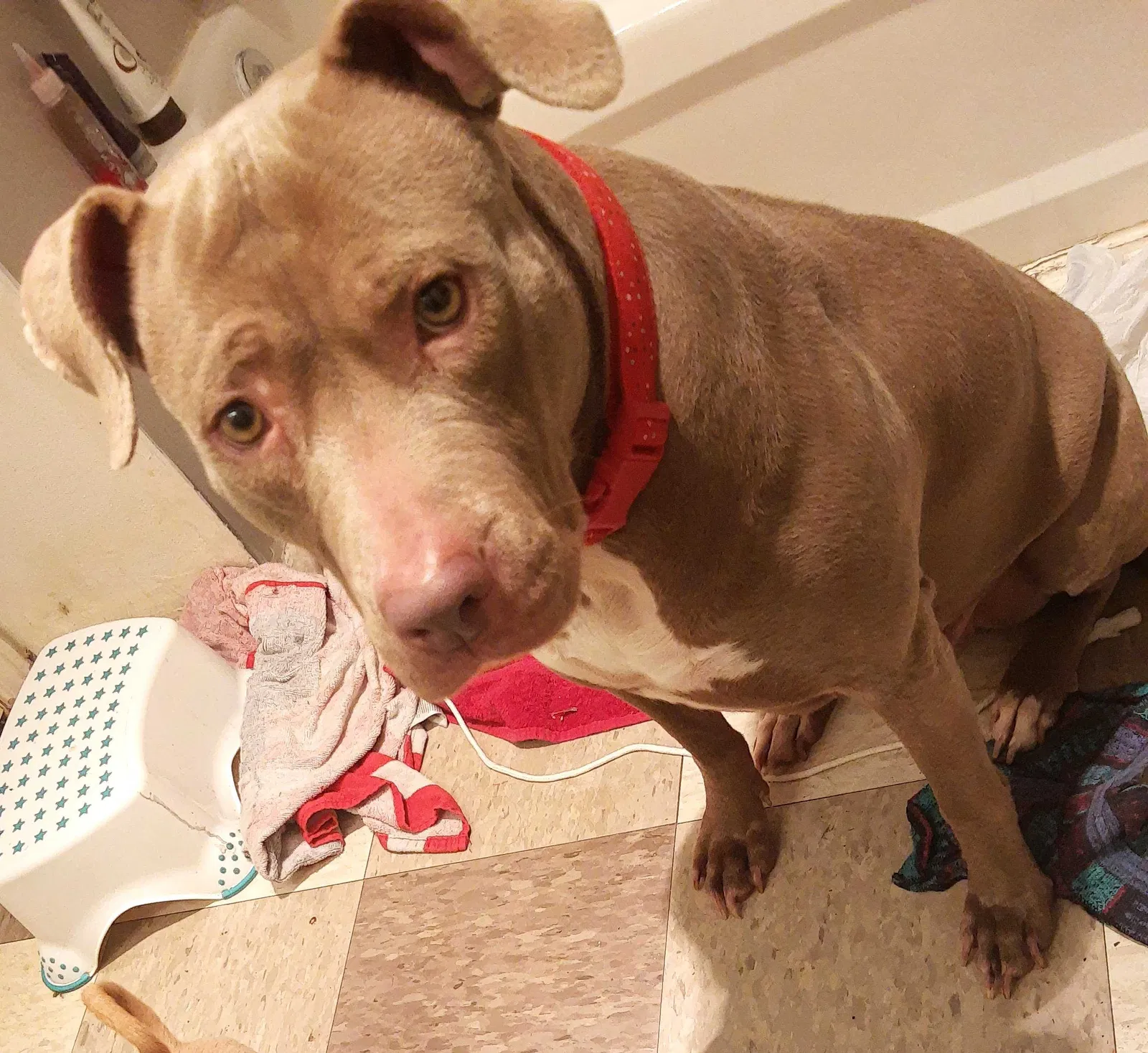 Lost dog in Everett, WA, 98203