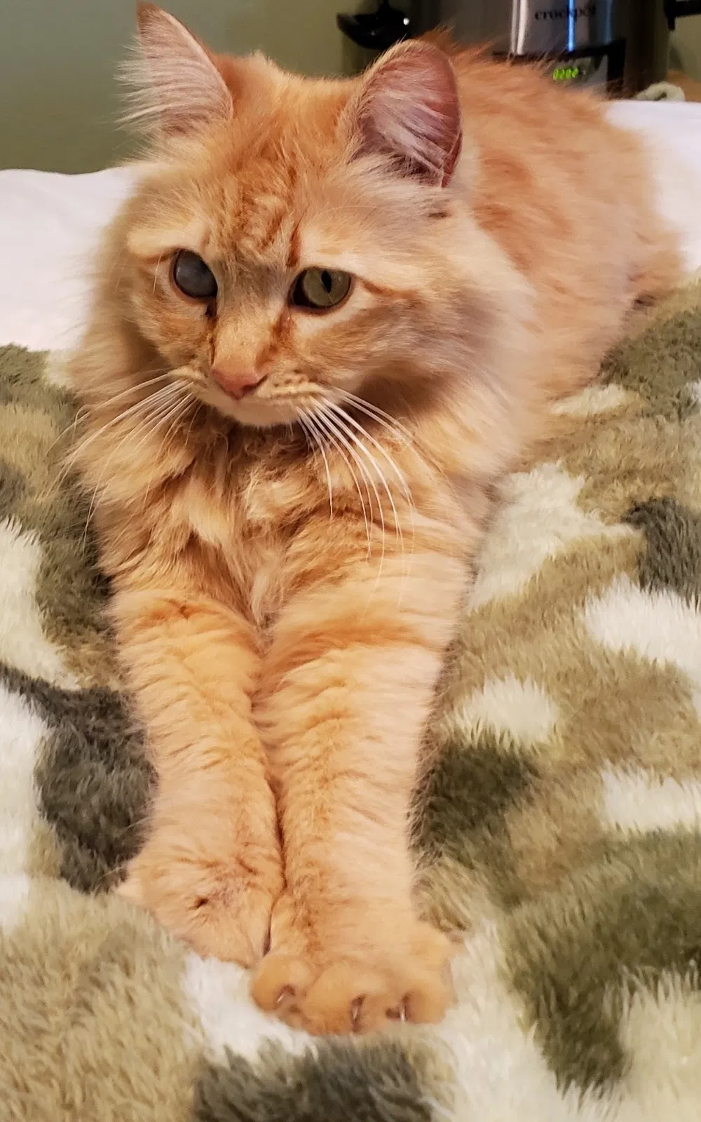 Lost cat in Union City, CA, 94587