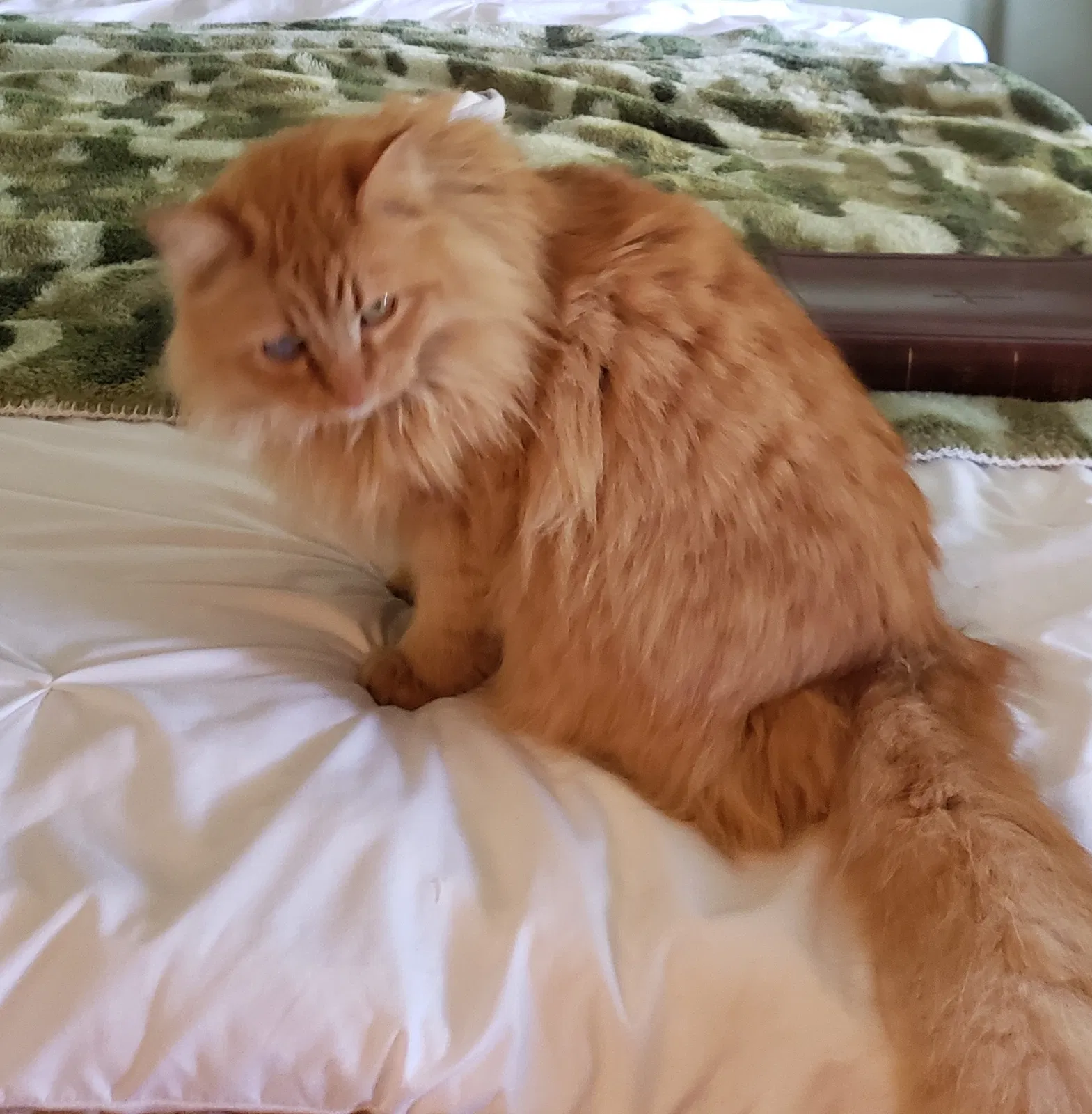 Lost cat in Union City, CA, 94587