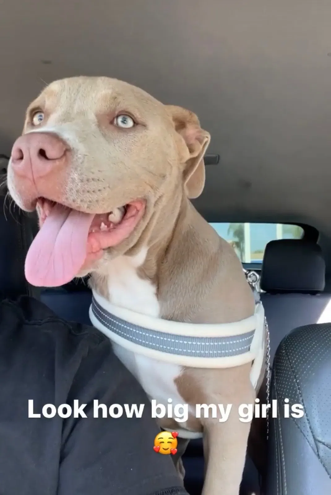Lost dog in Pomona, CA, 91767