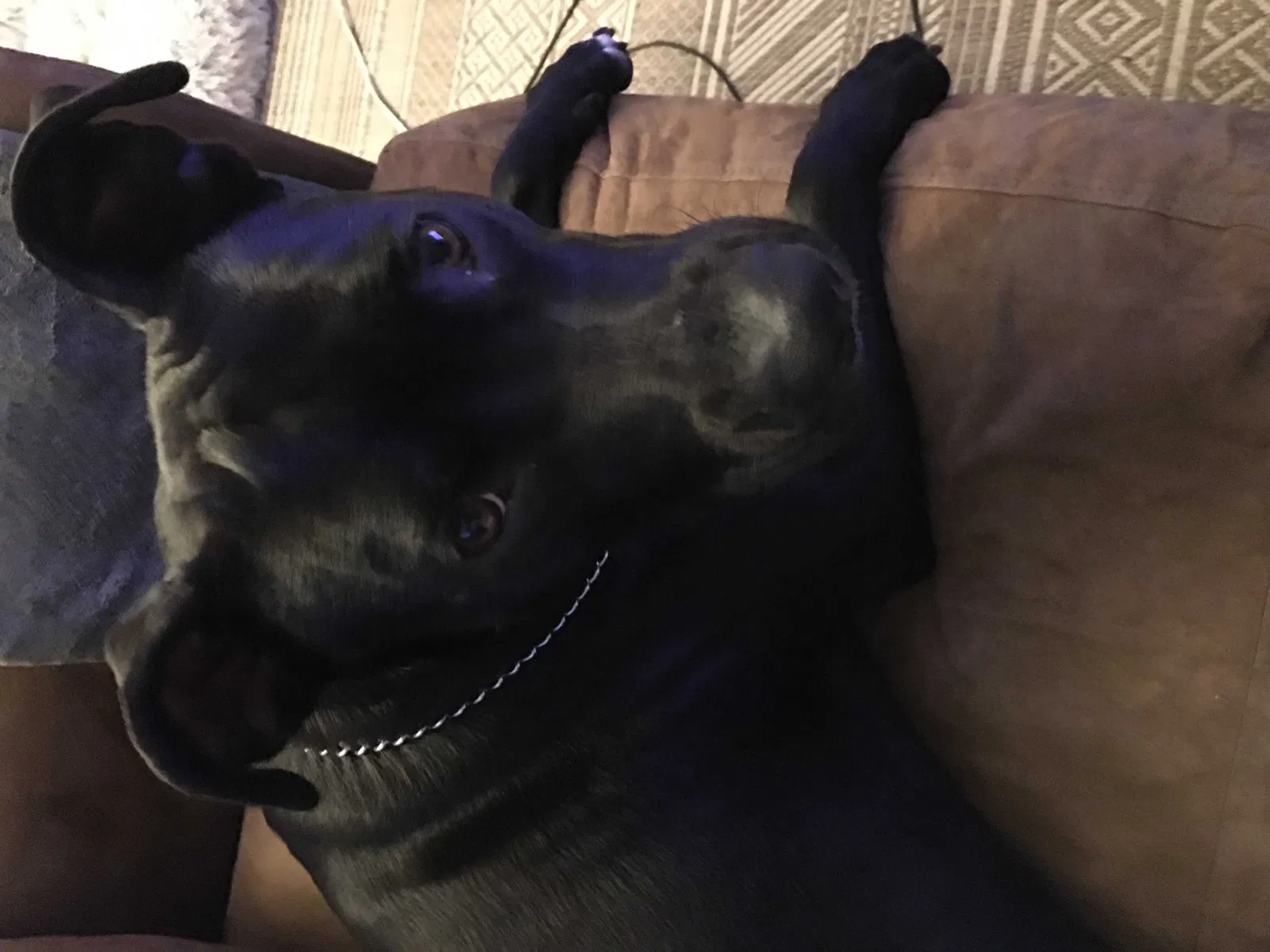 Lost dog in Independence, MO, 64057
