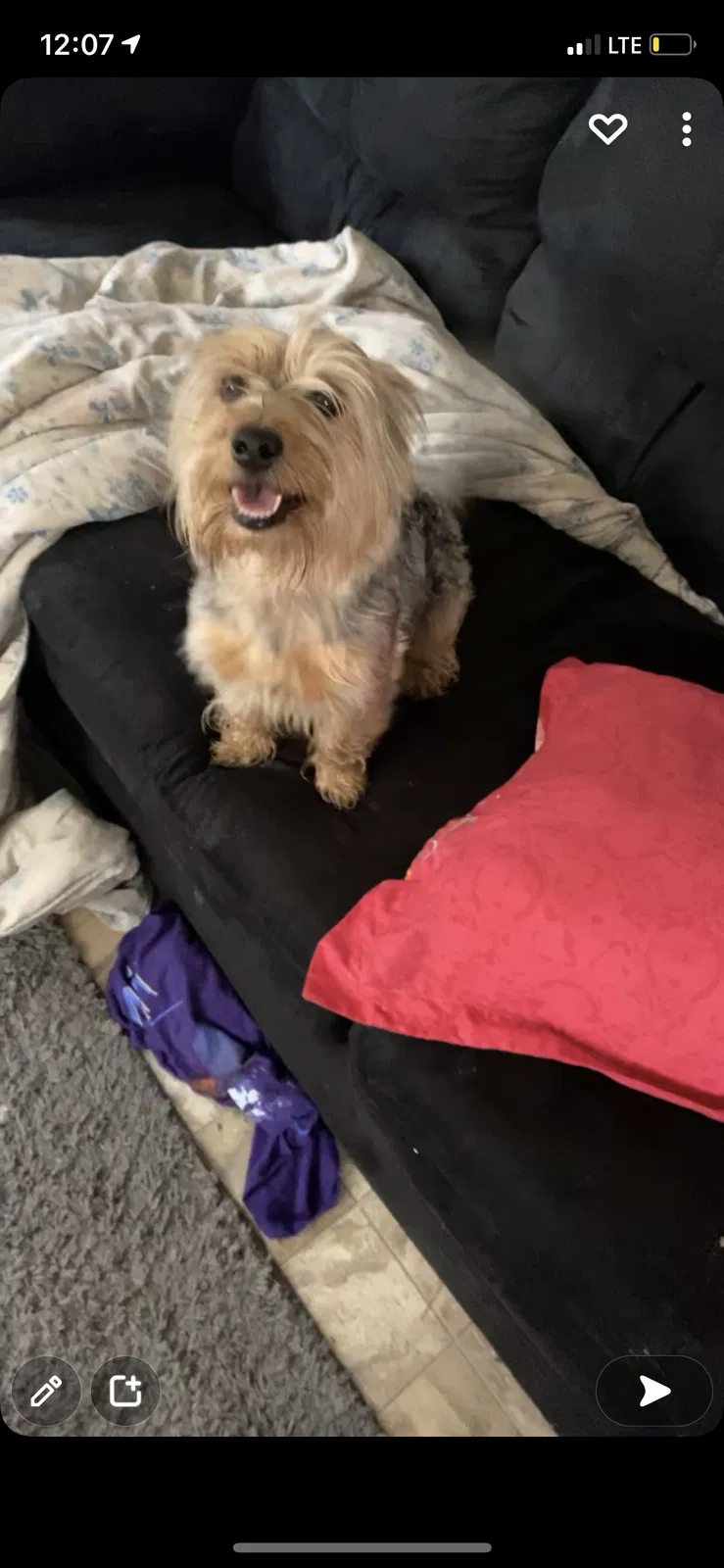 Lost dog in Overton, TX, 75684
