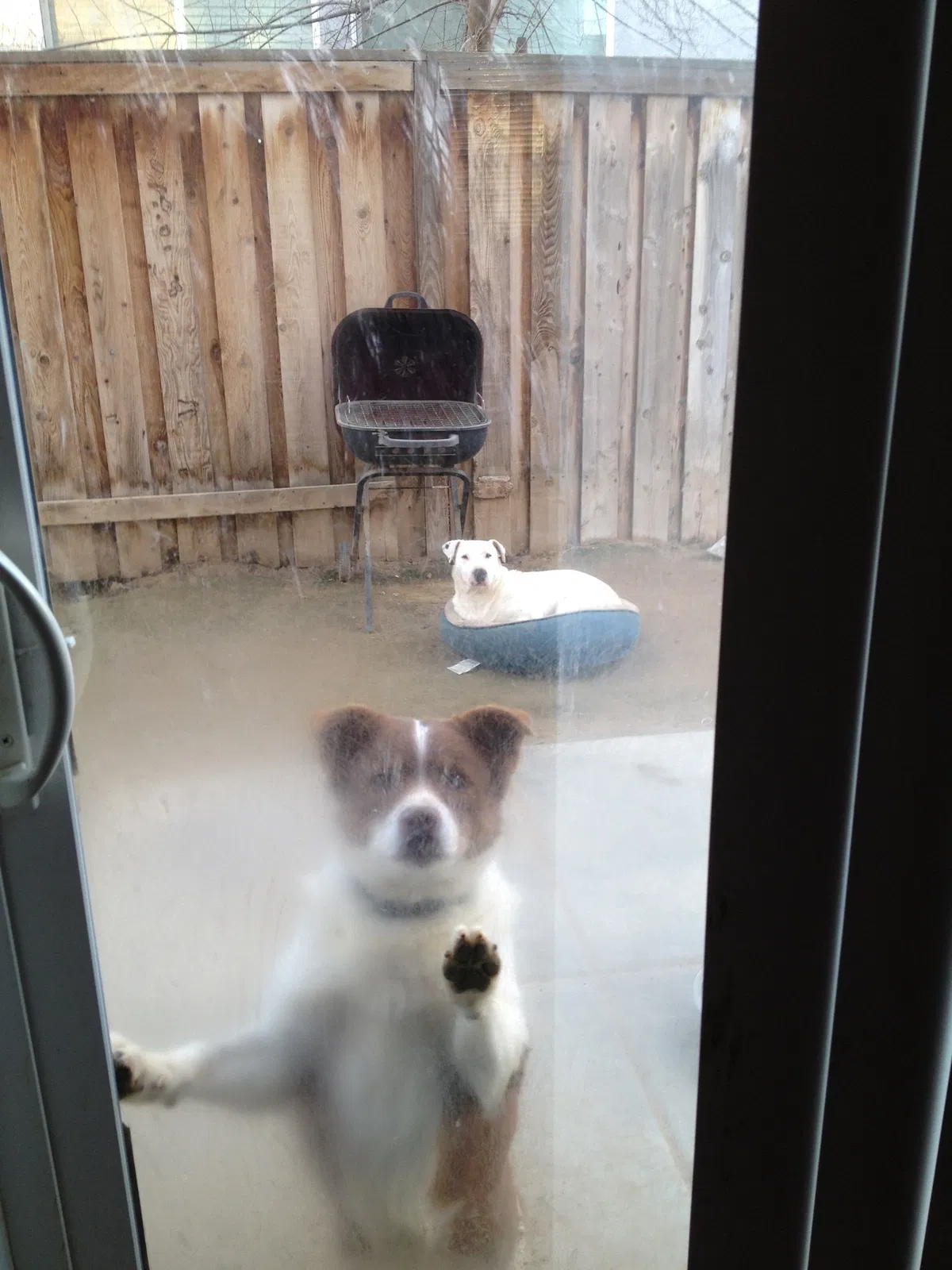 Lost dog in Fresno, CA, 93722