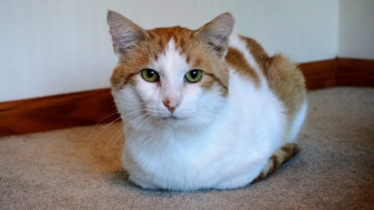 Lost cat in Panama City, FL, 32409