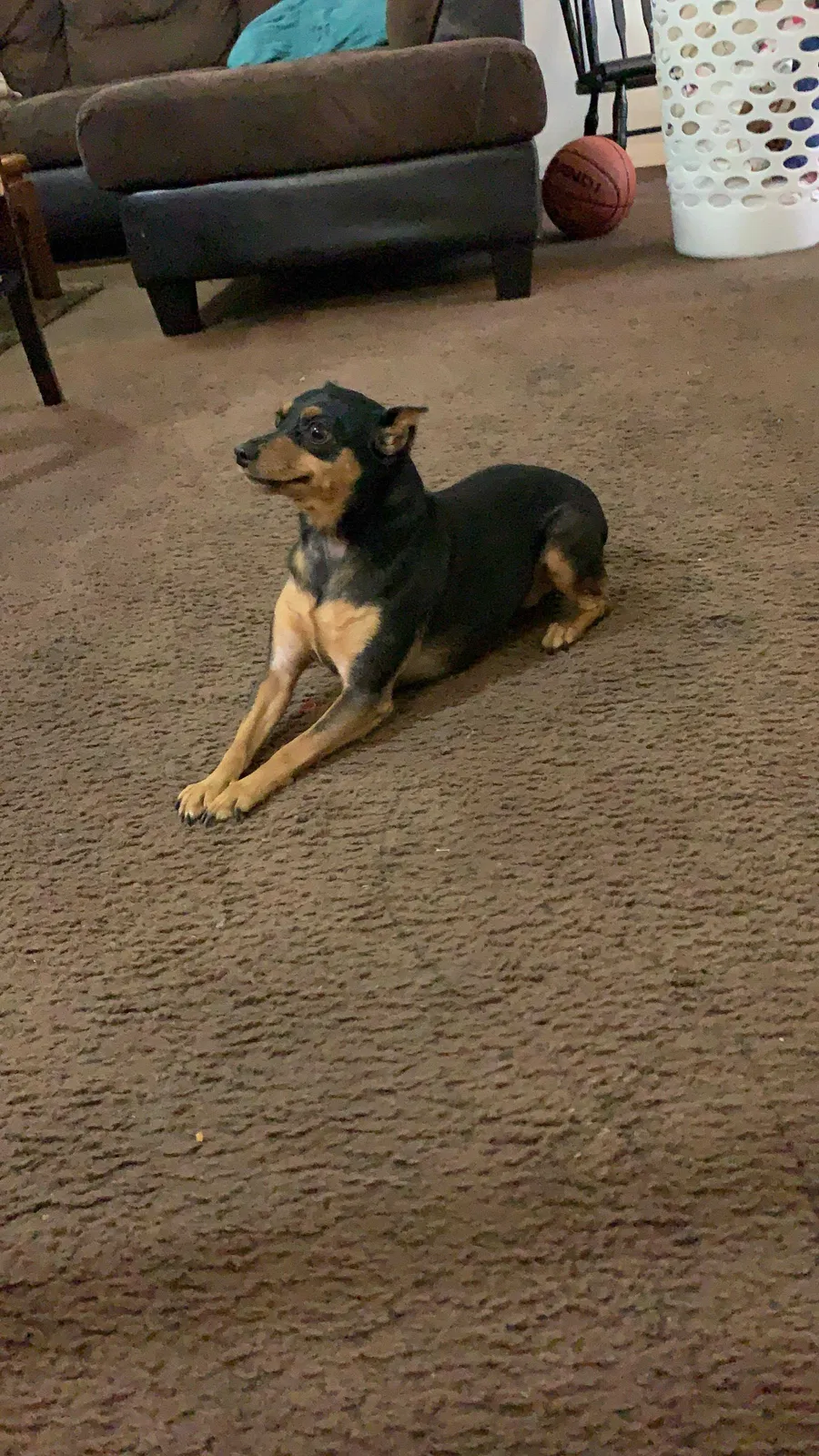 Lost dog in Kissimmee, FL, 34744