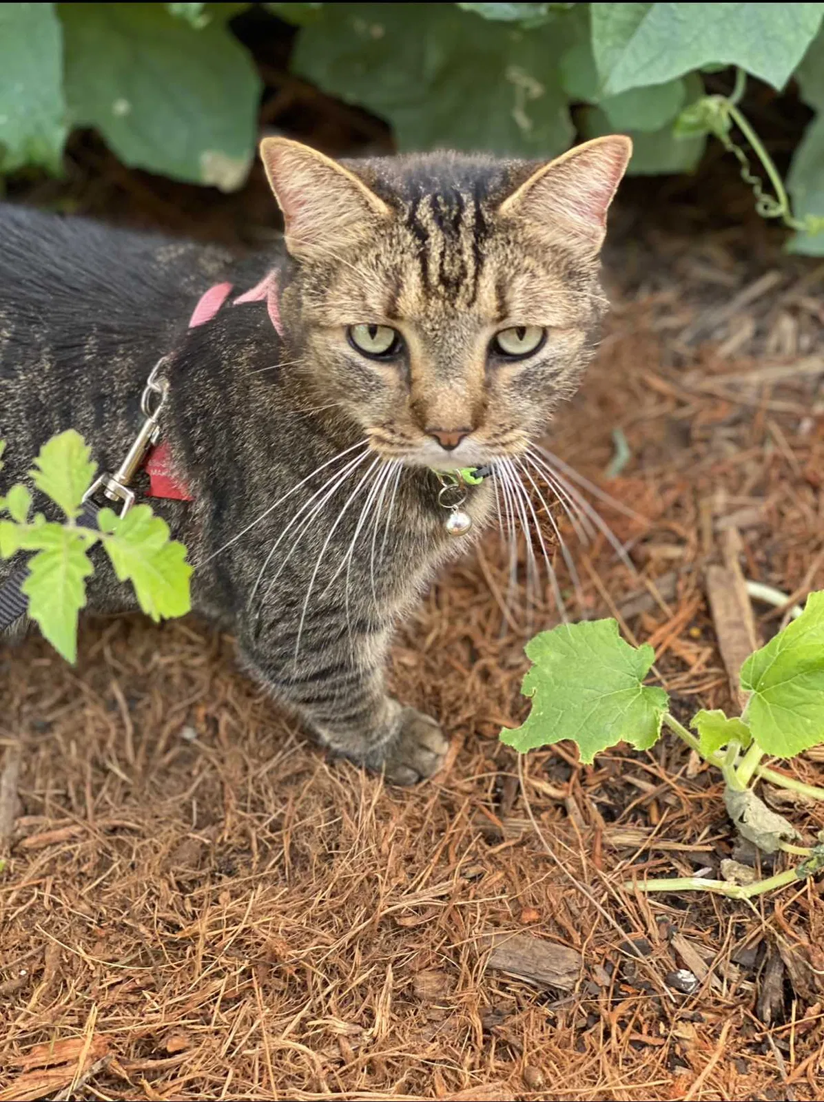 Lost cat in Miami, FL, 33175