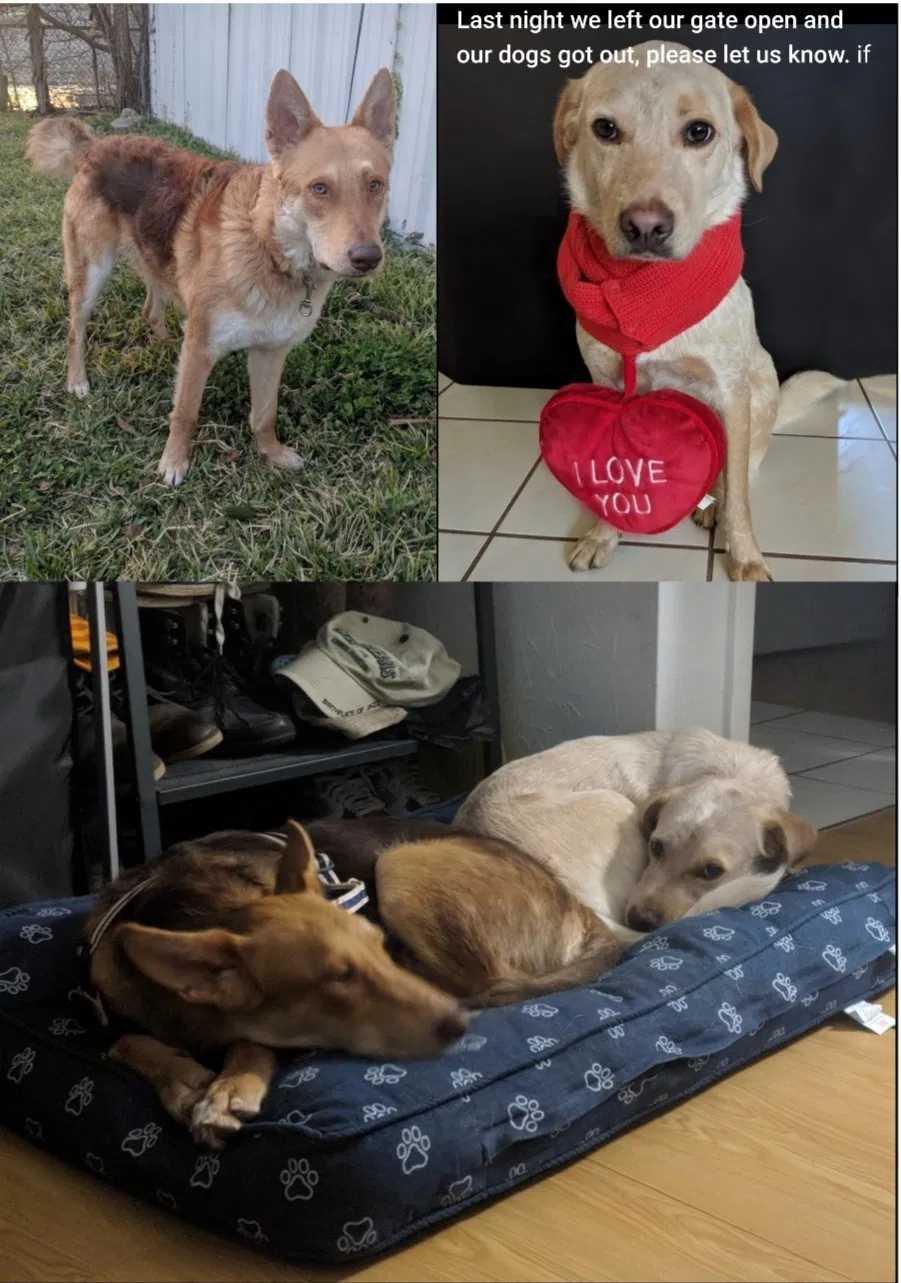 Lost dog in Houston, TX, 77084