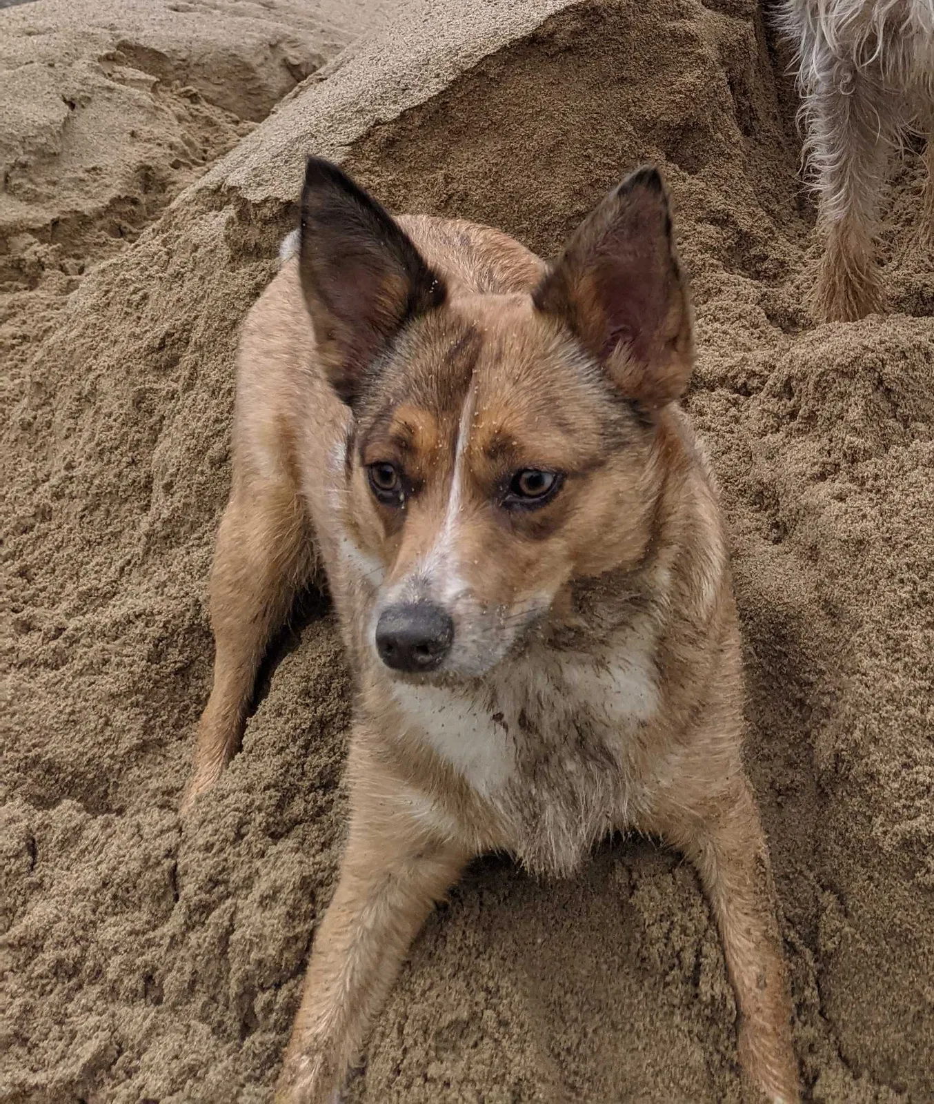 Lost dog in Ann Arbor, MI, 48105